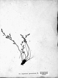 Asplenium germanicum image